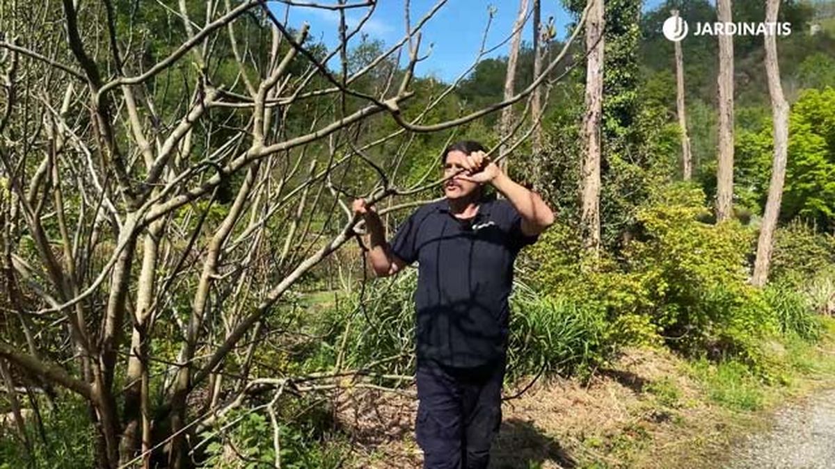 higuera helada tardia de primavera jardinatis 22 13