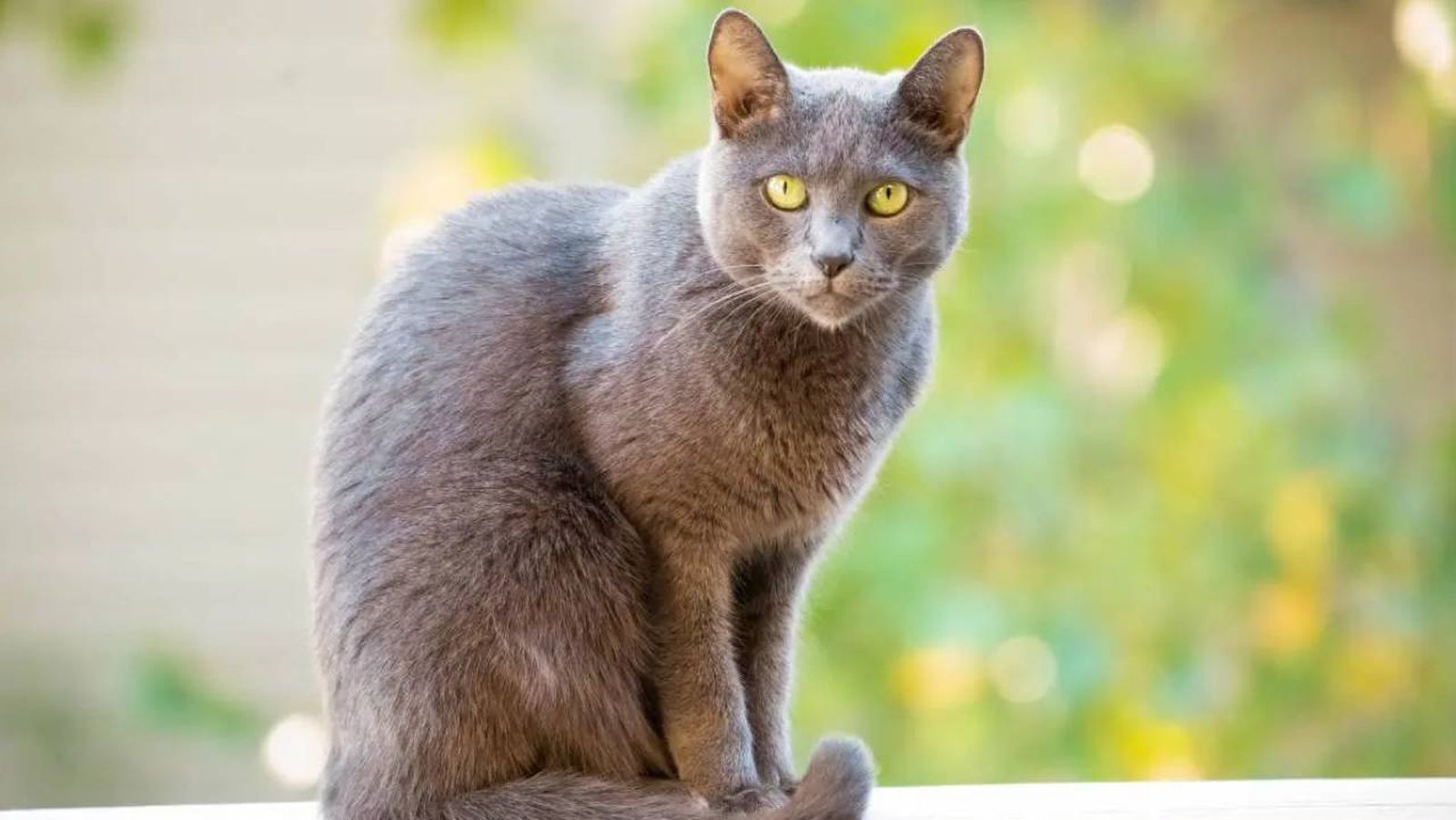 razas de gatos grises xl