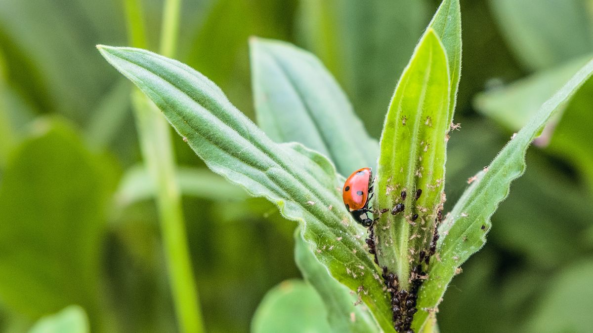 Muchas plagas aprovechan el invierno para propagarse