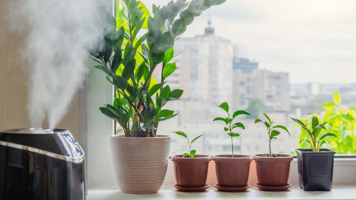 como aumentar humedad plantas de interior