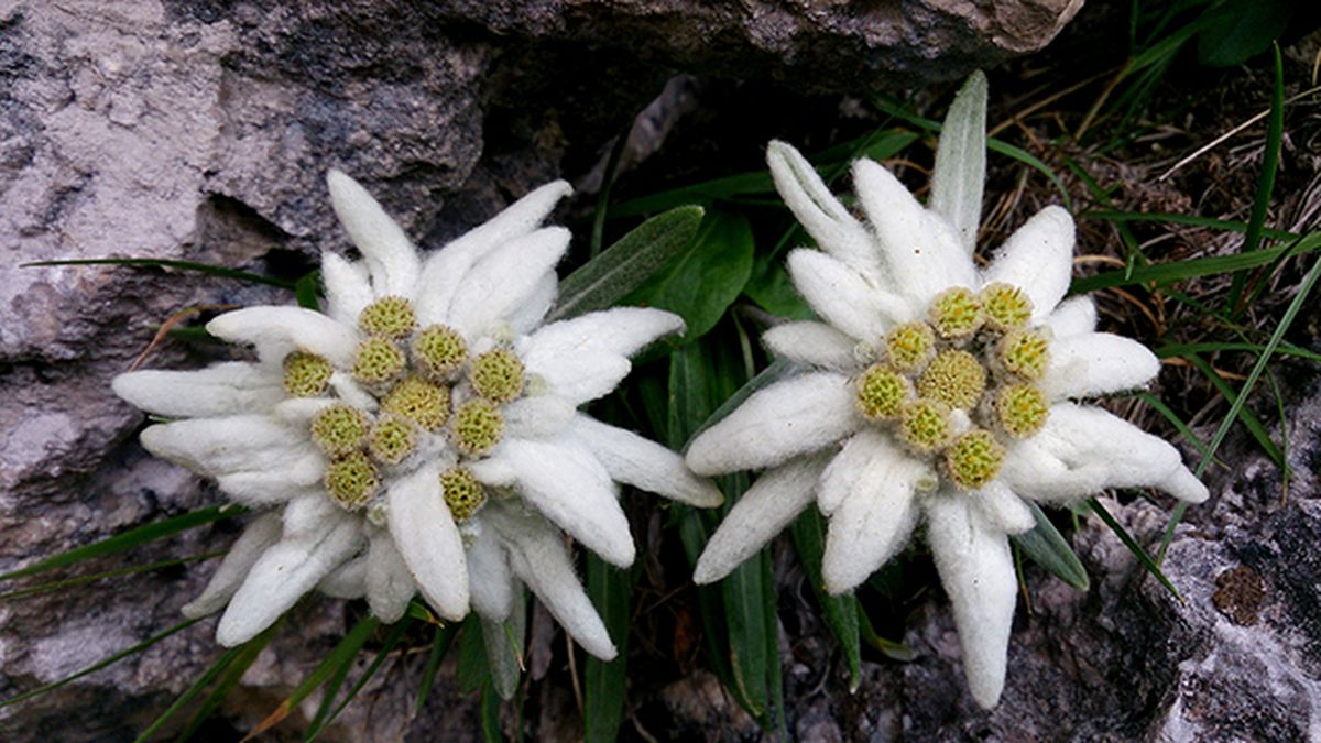 flor alpina de edelweiss
