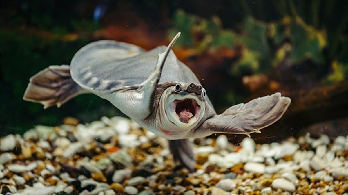 animales felices 10 tortuga marina boba papuana