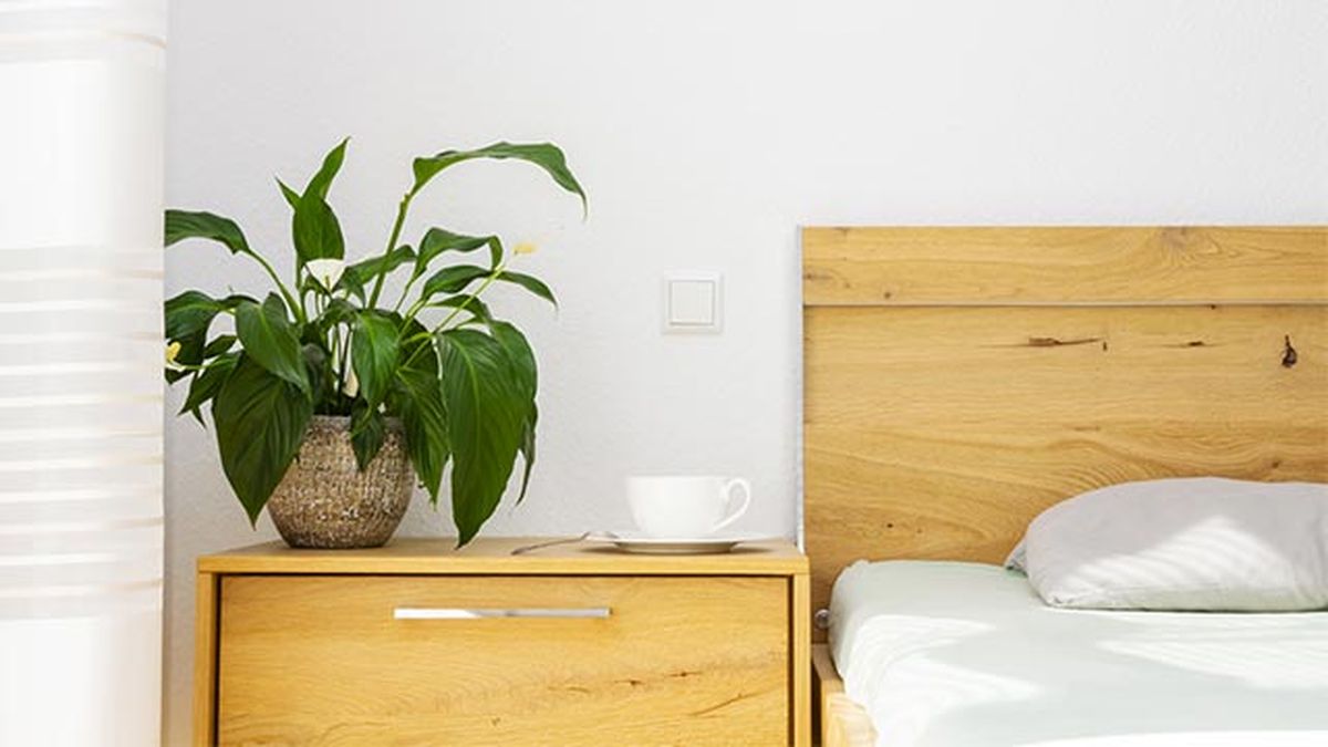 El espatifilo purifica en entorno de tóxicos