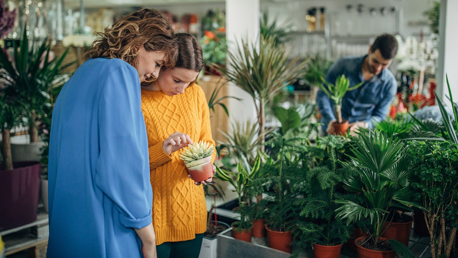 comprar plantas de interior comprar plantas de interior