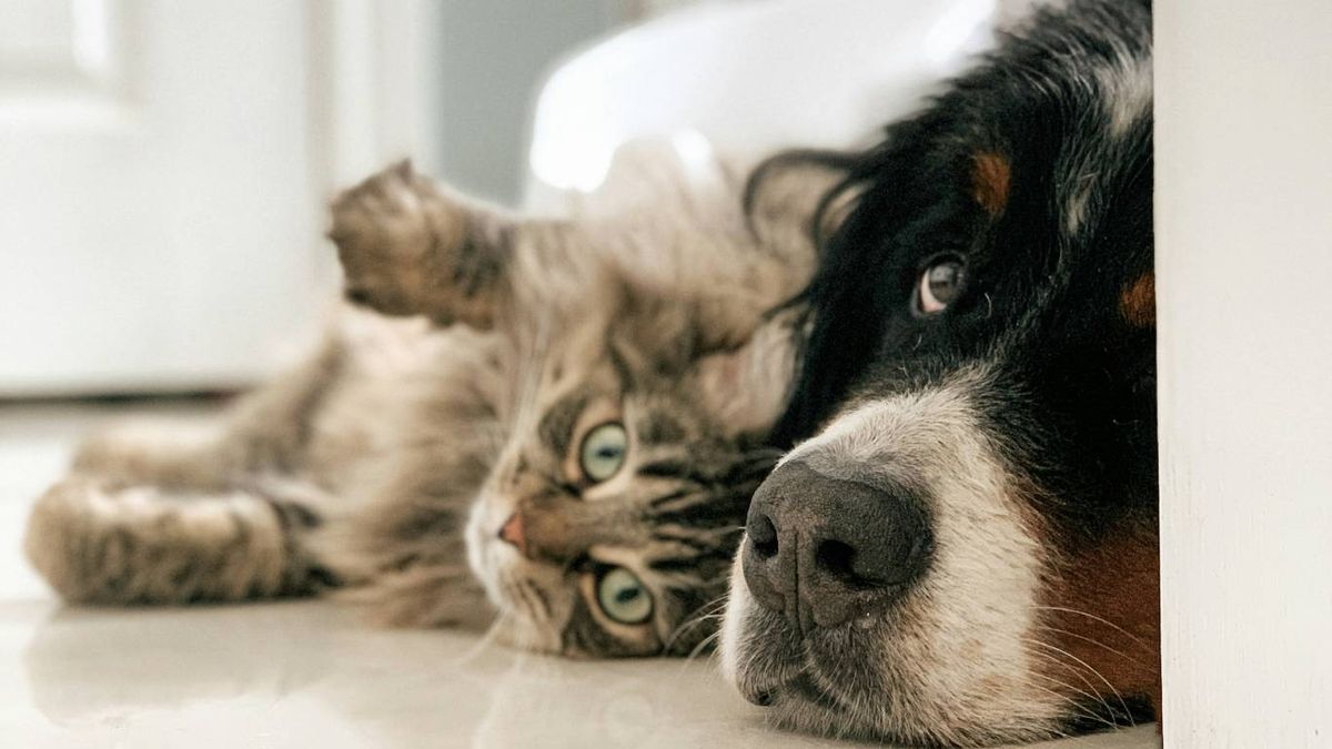 Consejos para introducir un gato en un hogar con perros.