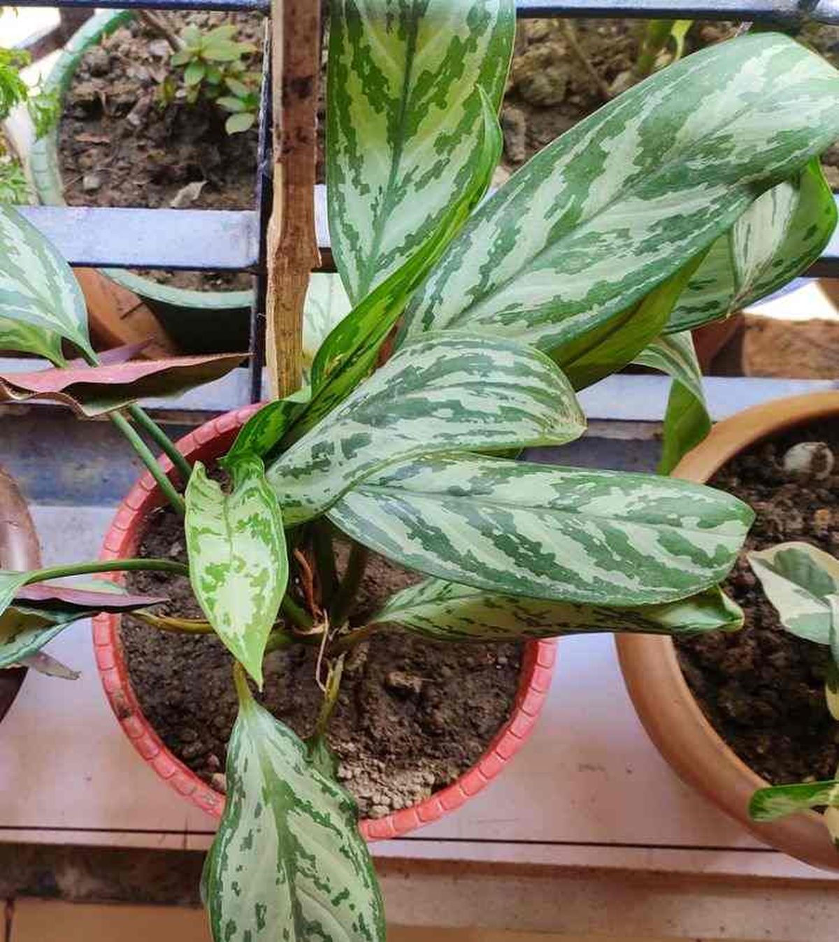 Aglaonema silver queen