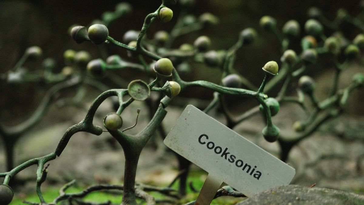 Cooksonia, una de las plantas extinguidas