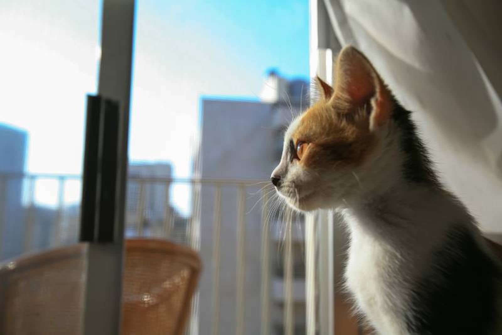 Observar por la ventana el mundo exterior puede ser un auténtico factor de riesgo para tu gato. Observar por la ventana el mundo exterior puede ser un auténtico factor de riesgo para tu gato.