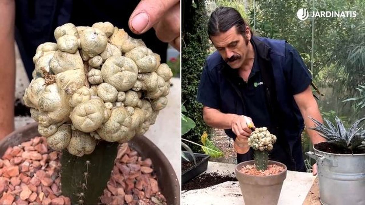 fumigar cactus injertado para eliminar acaro jardinatis 23 35