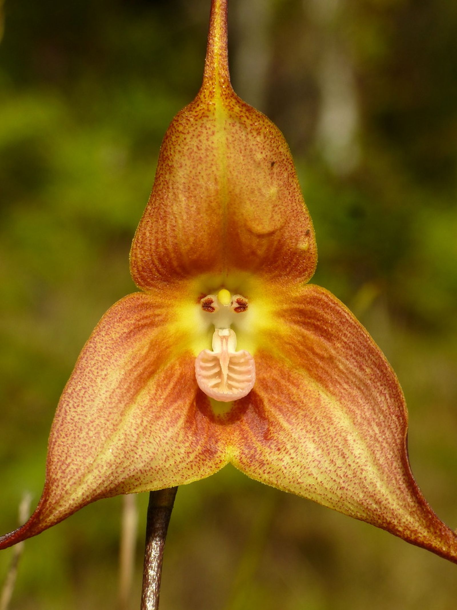 orquídea mono orquídea mono