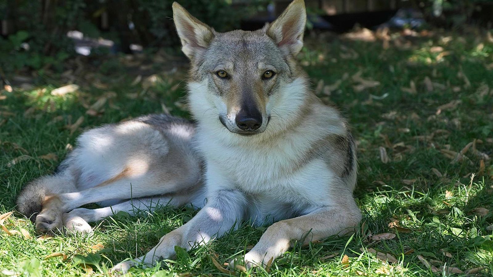 diferencias entre perros y lobos diferencias entre perros y lobos