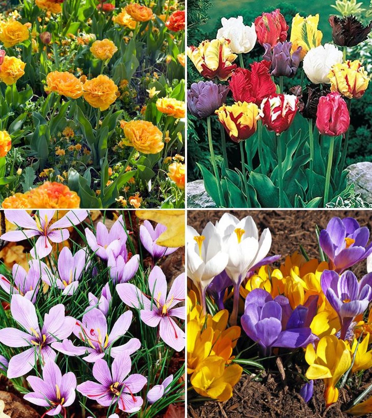 bulbos de otono mas venidos de amazon