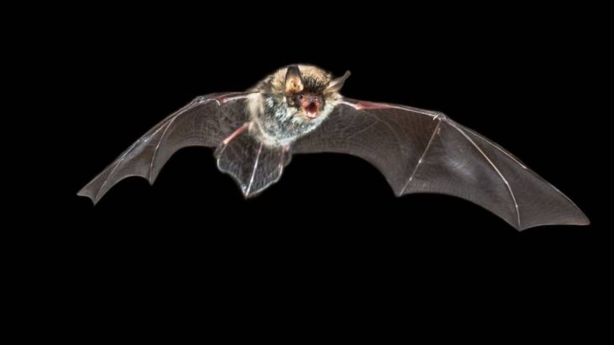 animales simbologia muerte murcielago