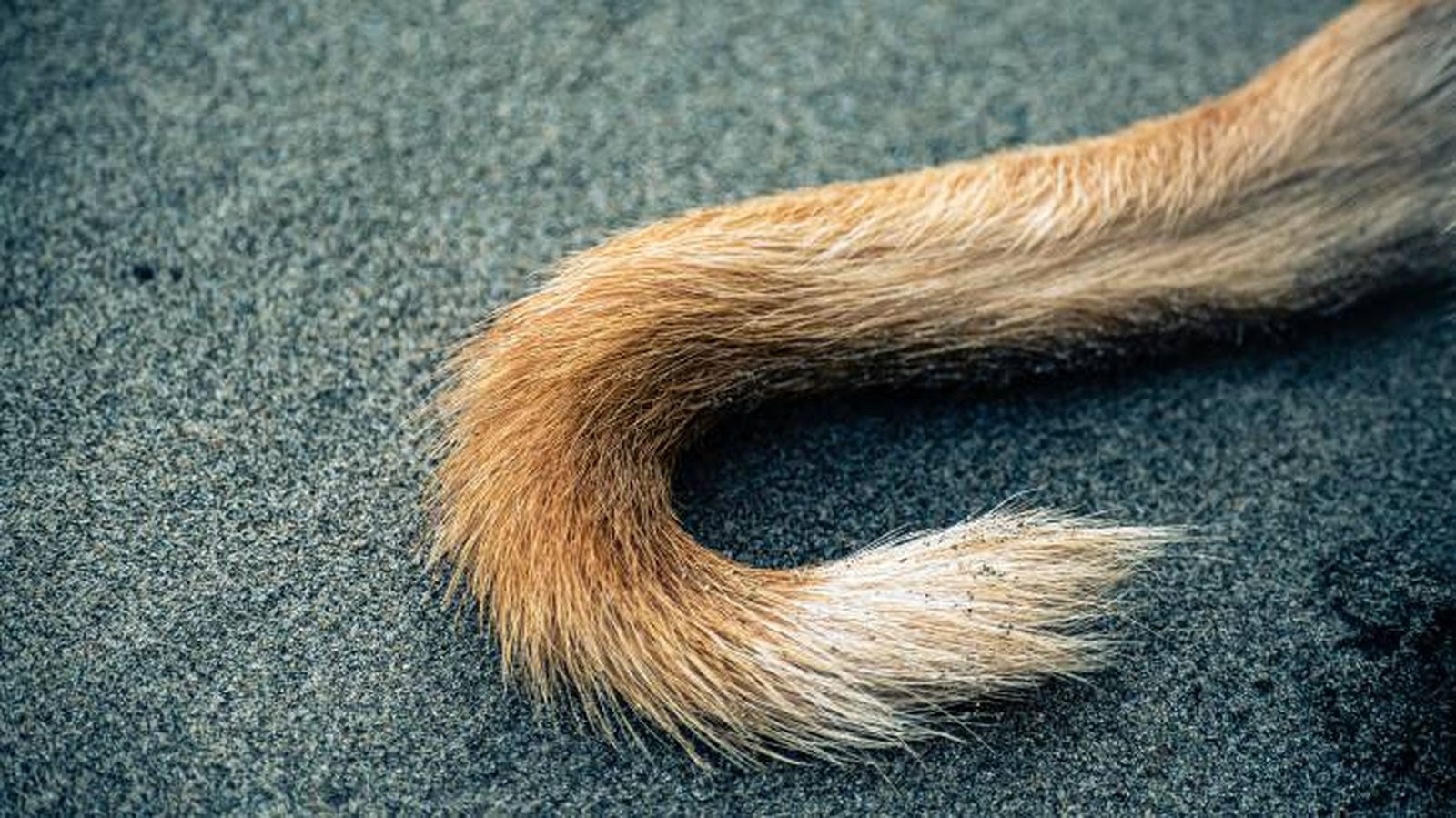 Cola de un perro en el suelo Cola de un perro en el suelo