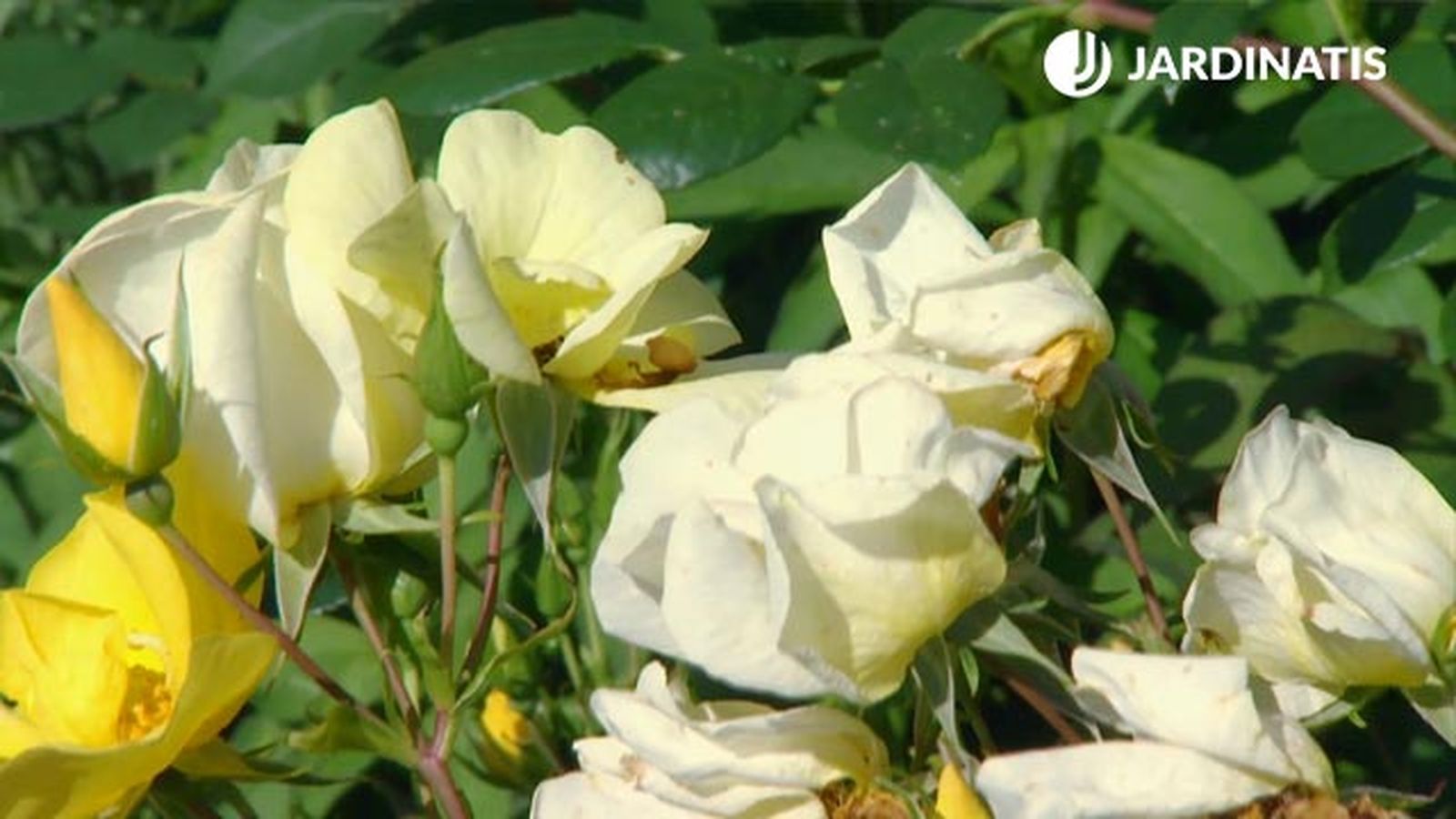 flores amarillo claro del Rosal Bet Figueras deco 622 flores amarillo claro del Rosal Bet Figueras deco 622