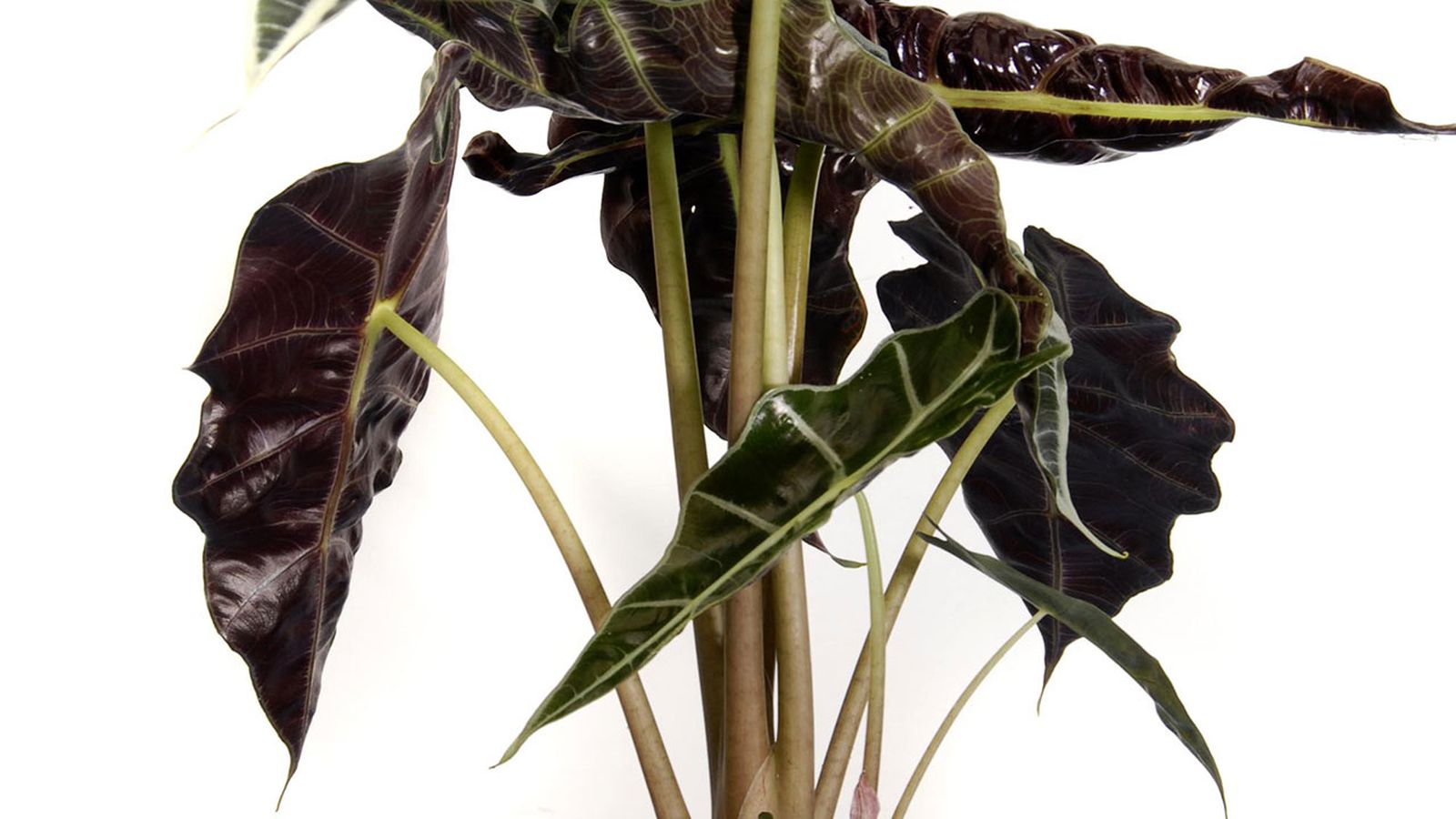 deko0218 plantas pequenas hojas grandes alocasia polly deko0218 plantas pequenas hojas grandes alocasia polly