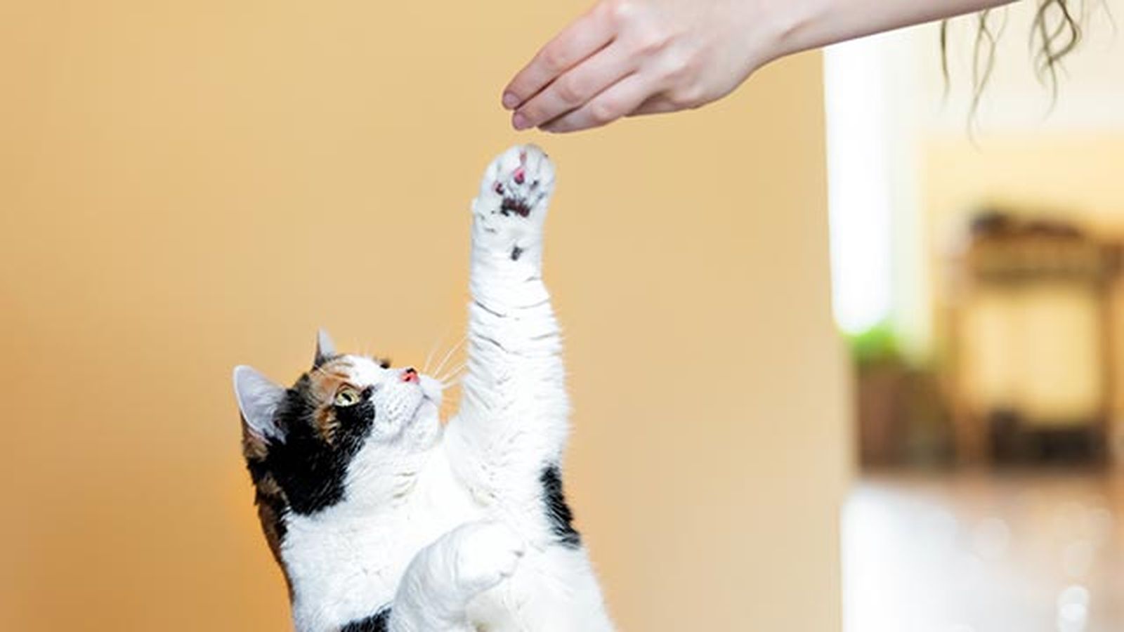 snacks ideales gatos 3 gato zarpa snacks ideales gatos 3 gato zarpa