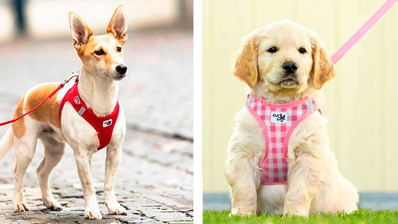 elegir collar arne perro 5 elegir collar arne perro 5
