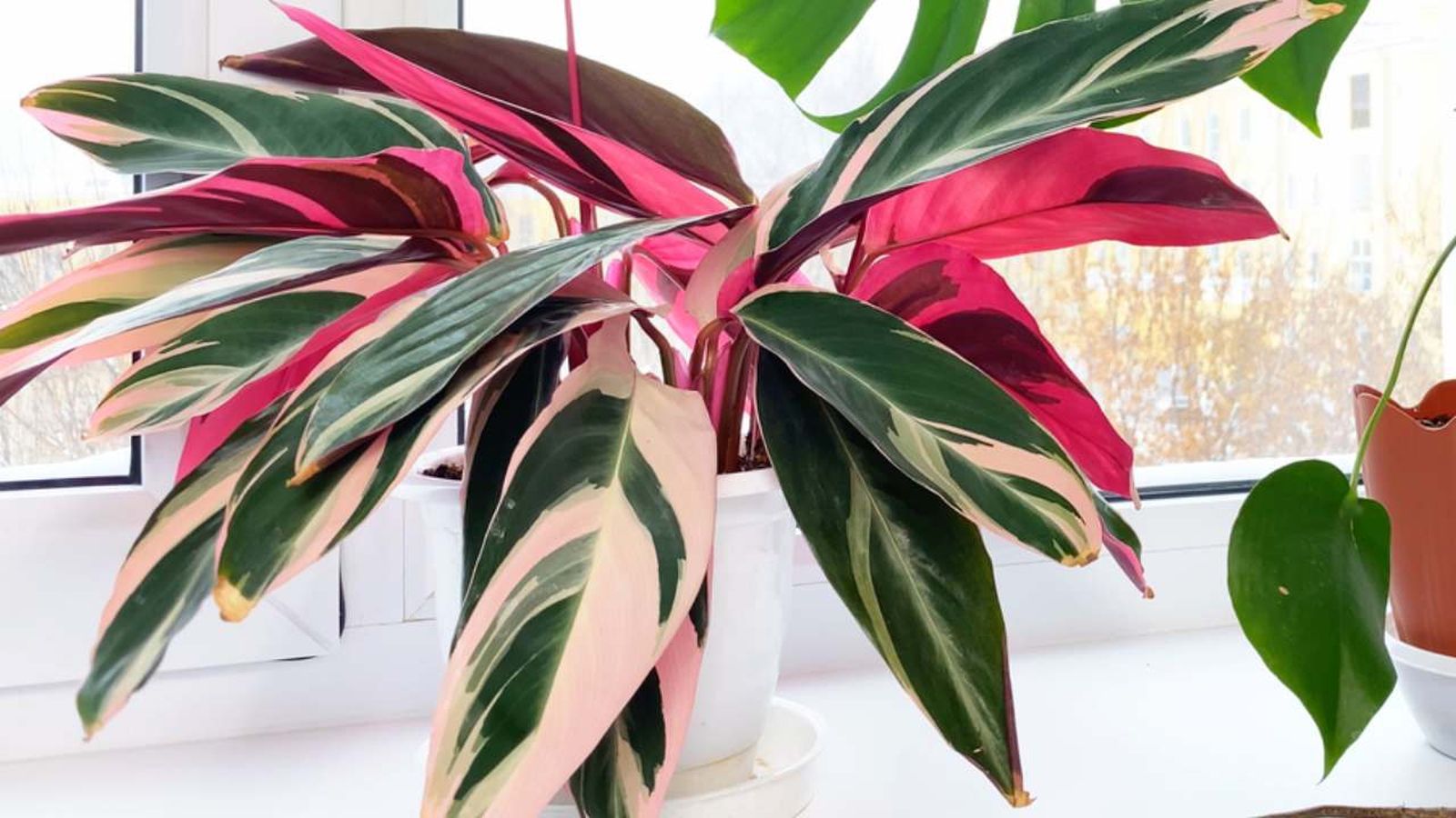 planta stromanthe triostar xl planta stromanthe triostar xl