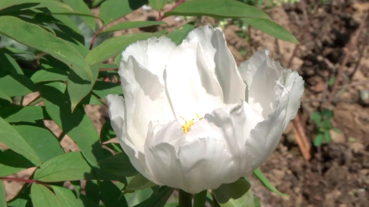 Peonías arbóreas, características y reproducción 3