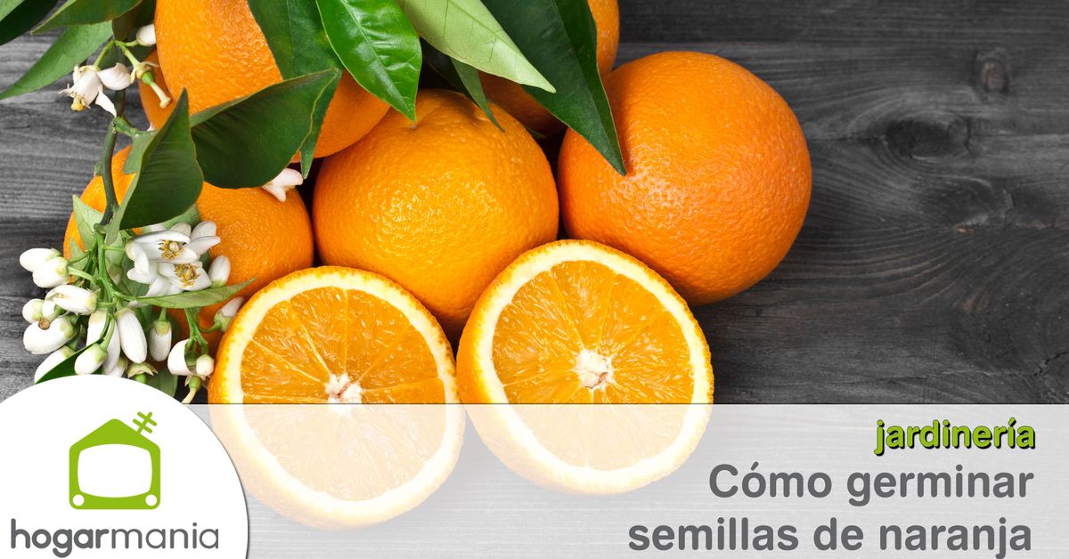 Cómo germinar semillas de naranja