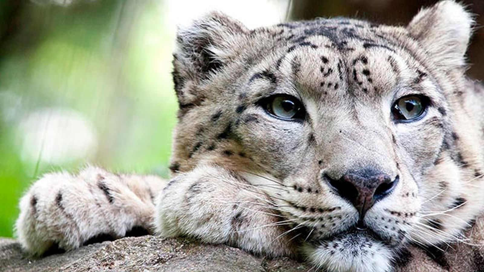 leopardo nieves 5 leopardo nieves 5