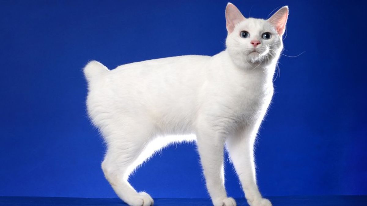 razas de gatos blancos bobtail japones