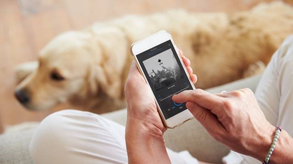 musica listas reproduccion de canciones personalizadas para mascotas spotify pets