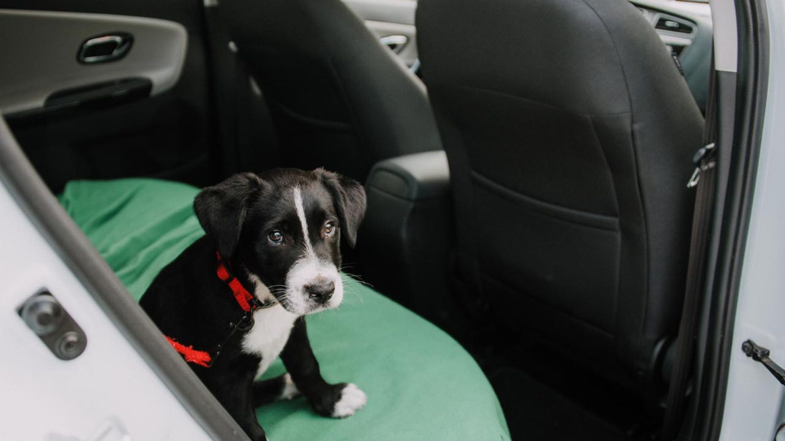 evitar que mi perro se maree en coche evitar que mi perro se maree en coche