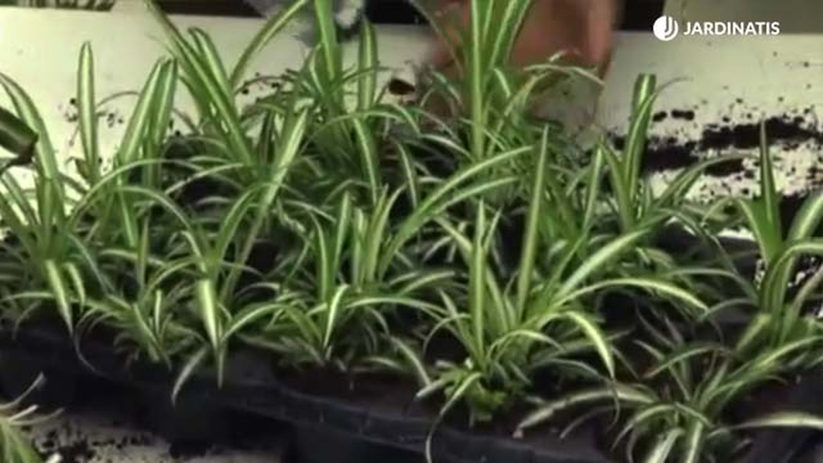 como reproducir la cinta jardinatis 3 como reproducir la cinta jardinatis 3