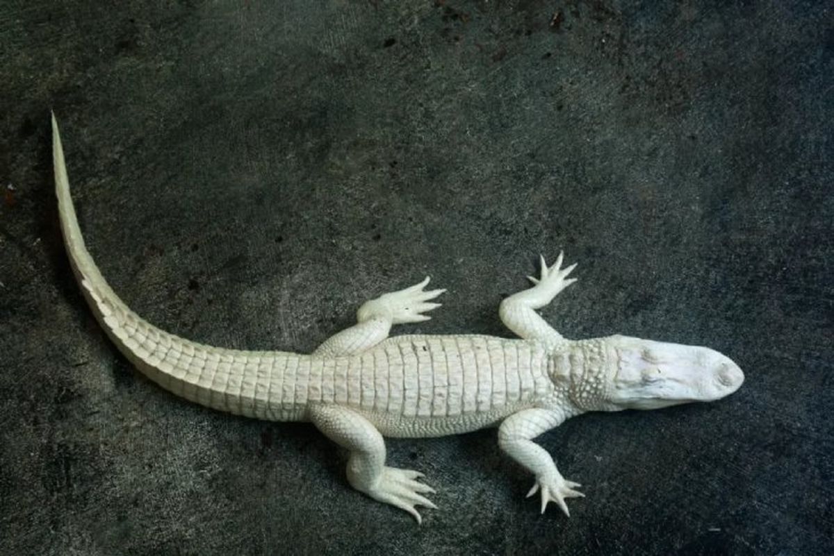 animales albinos caiman