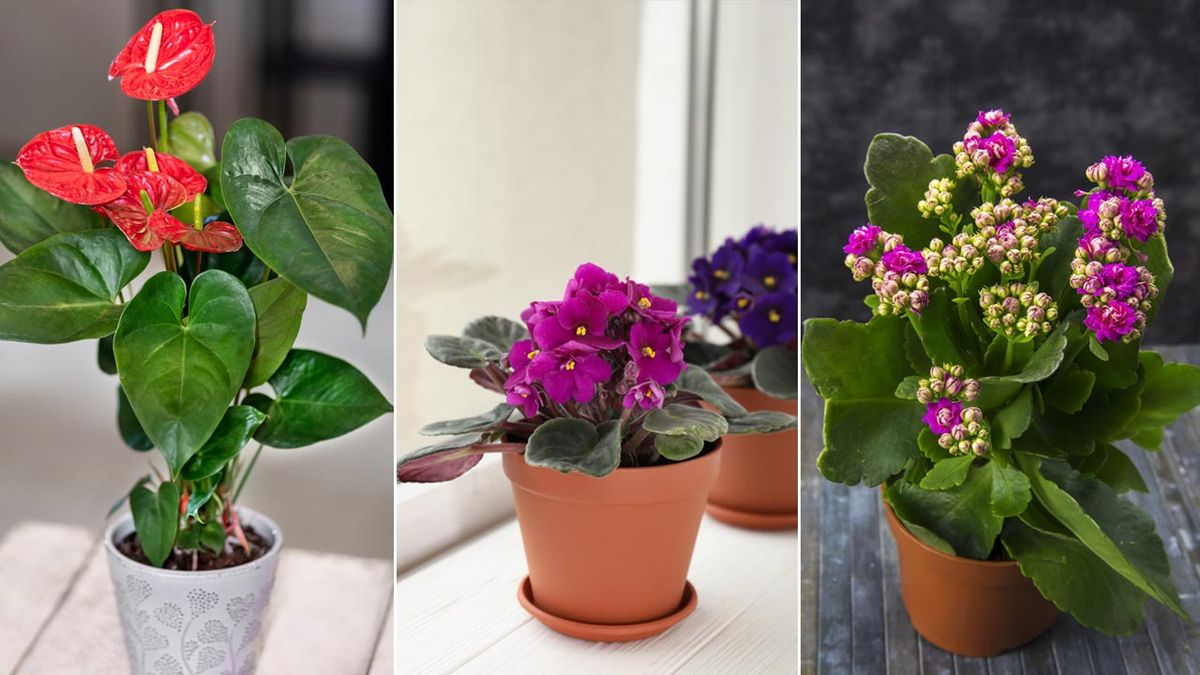 plantas de interior con flor xl