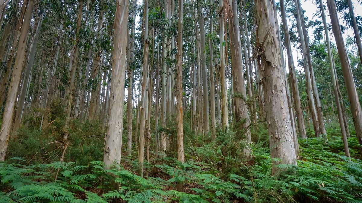 La aparición de plantas invasoras supone una reducción de la biodiversidad