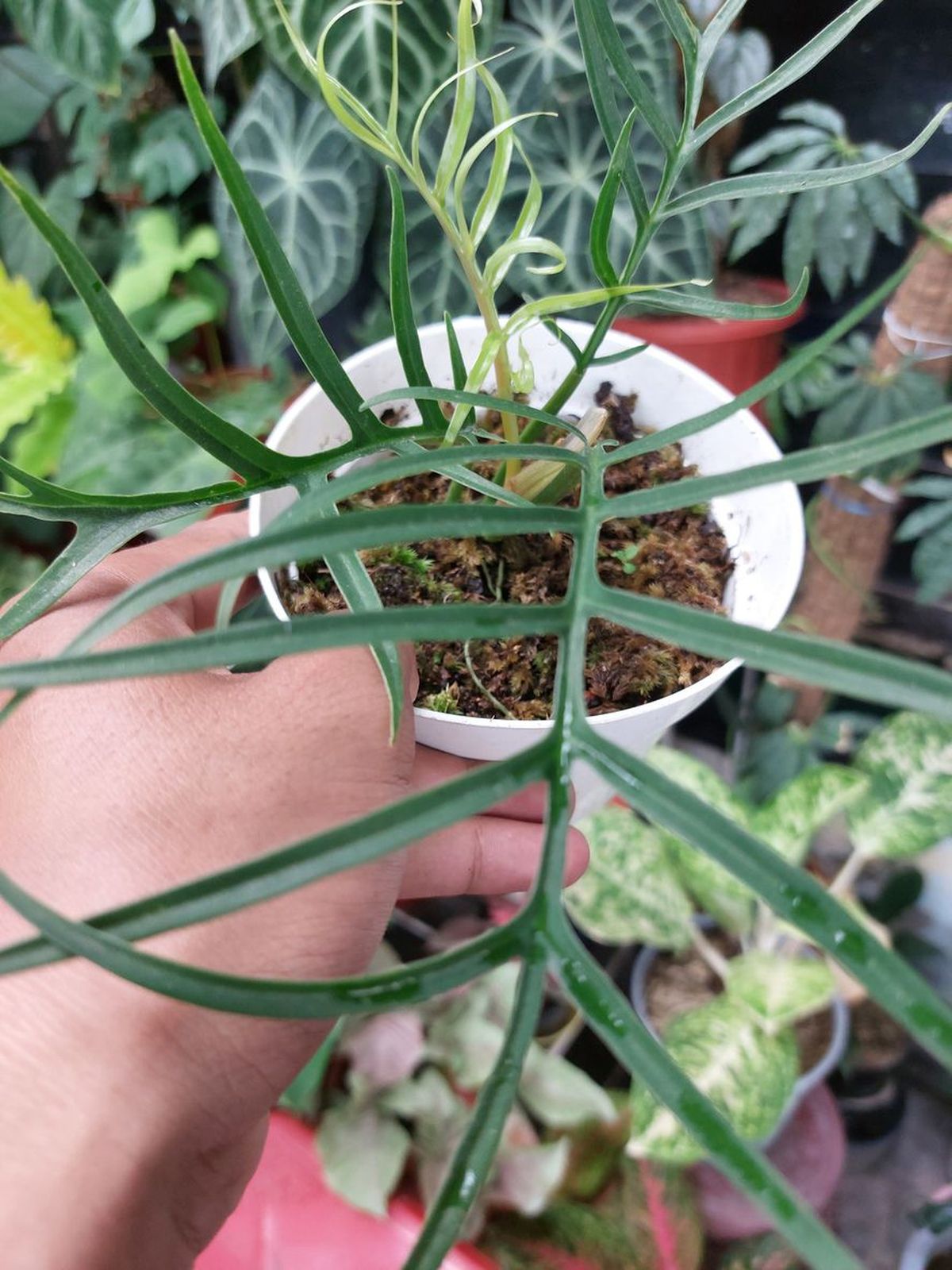 problemas con el Philodendron tortum