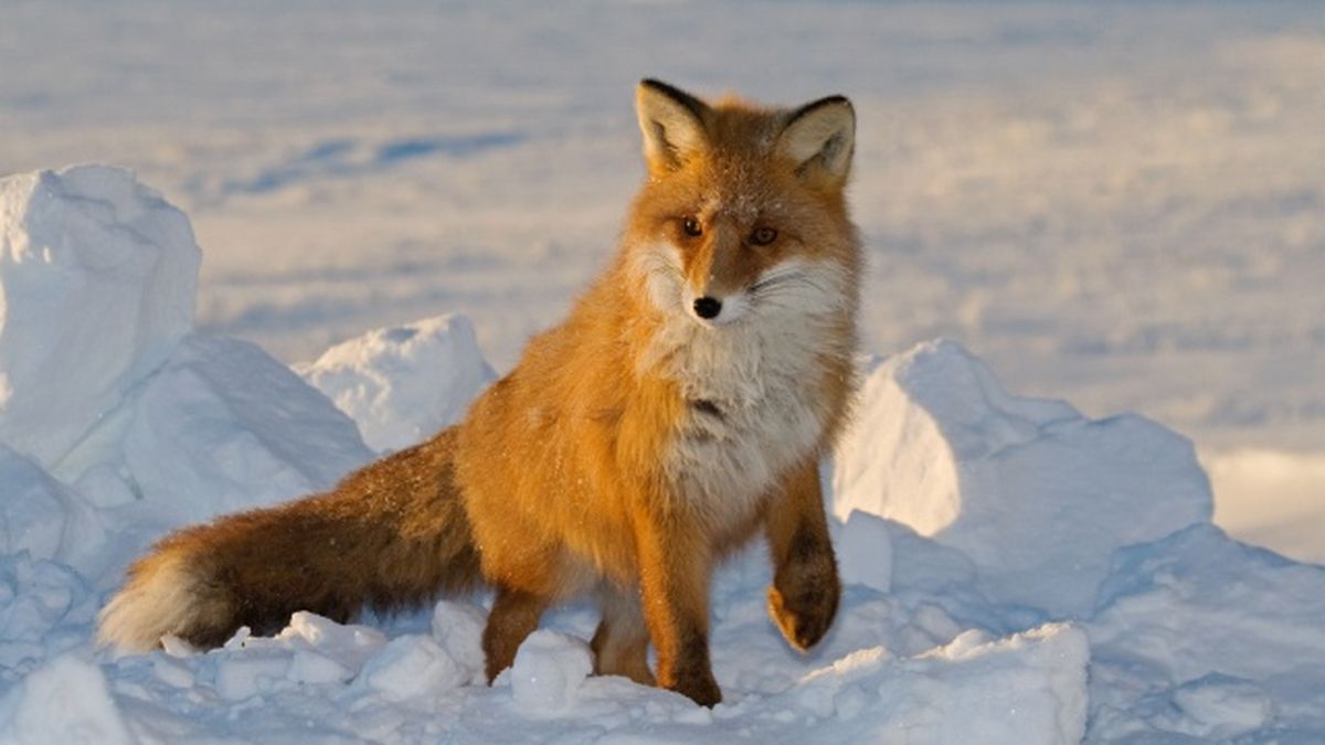 animales nocturnos 1