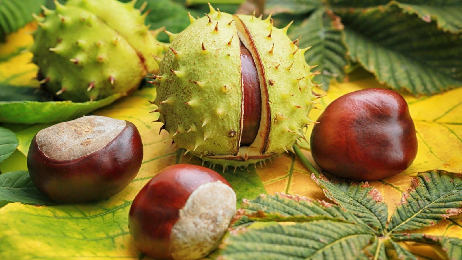 Aprende a distinguir entre castañas comestibles y silvestres