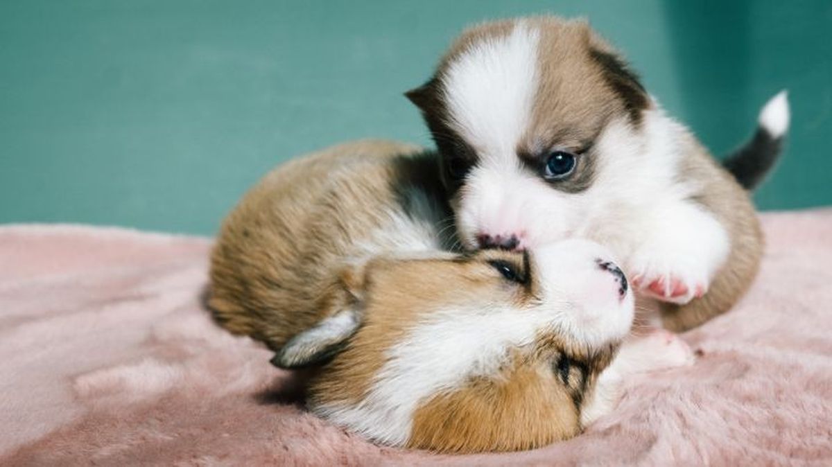 corgi gales de pembroke 4