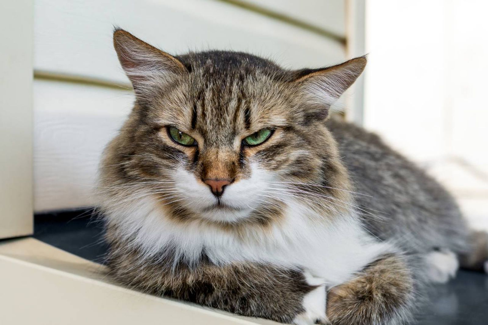 Los gatos tienen la capacidad de reconocer la voz de su dueño y reaccionar.