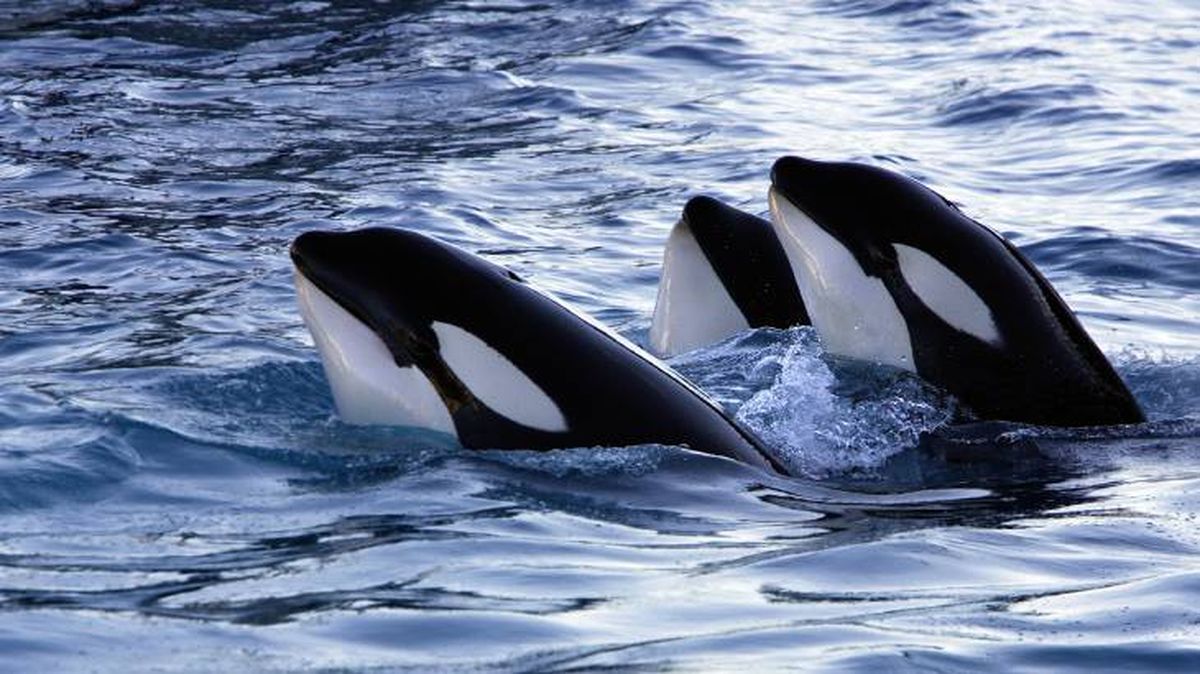animal inteligente orca