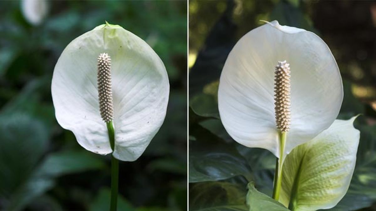 anthurium blanco planta de interior con flores blancas deco jardin