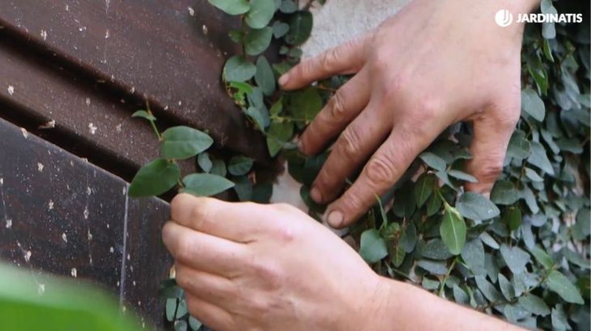 marcas zarzillos ficus pumila en la madera brico 943