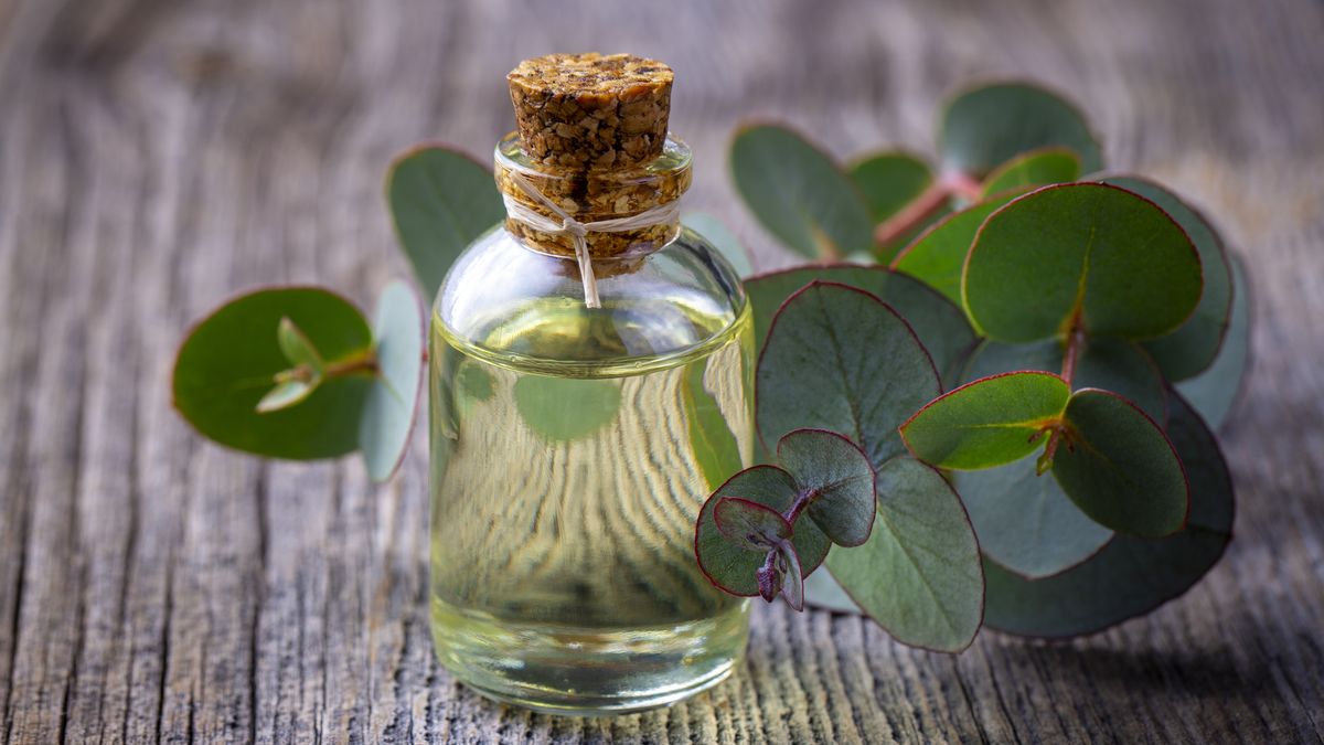 Los aceites esenciales tienen propiedades antibacterianas y antifúngicas