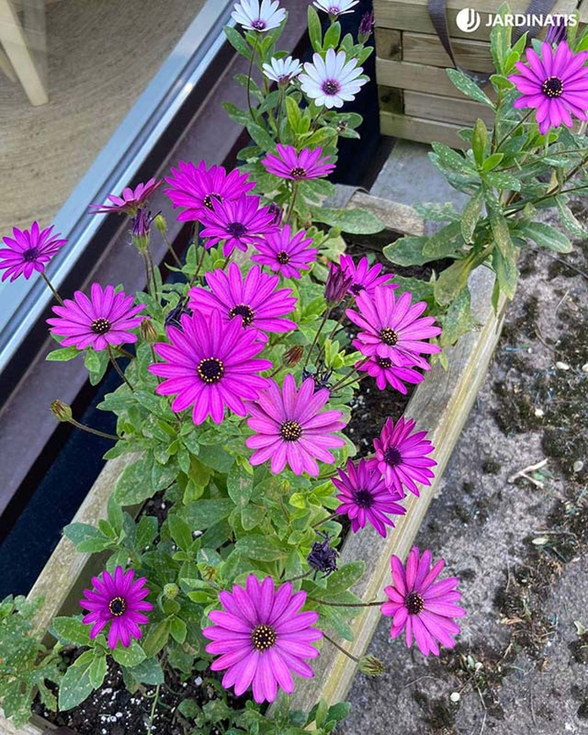 Dimorphoteca Ecklonis