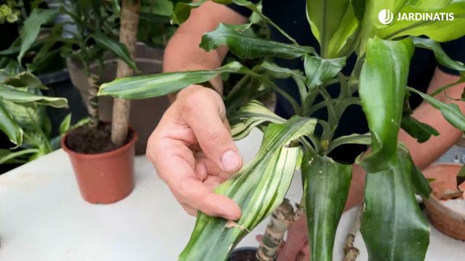 problema en las hojas del tronco de brasi jardinatis 23 37 problema en las hojas del tronco de brasi jardinatis 23 37