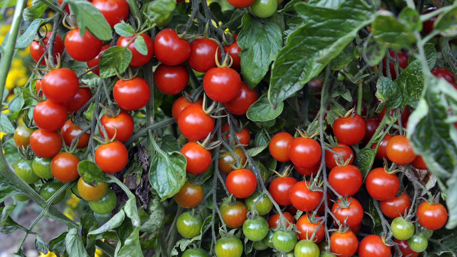 el cultivo de tomates cherrys el cultivo de tomates cherrys