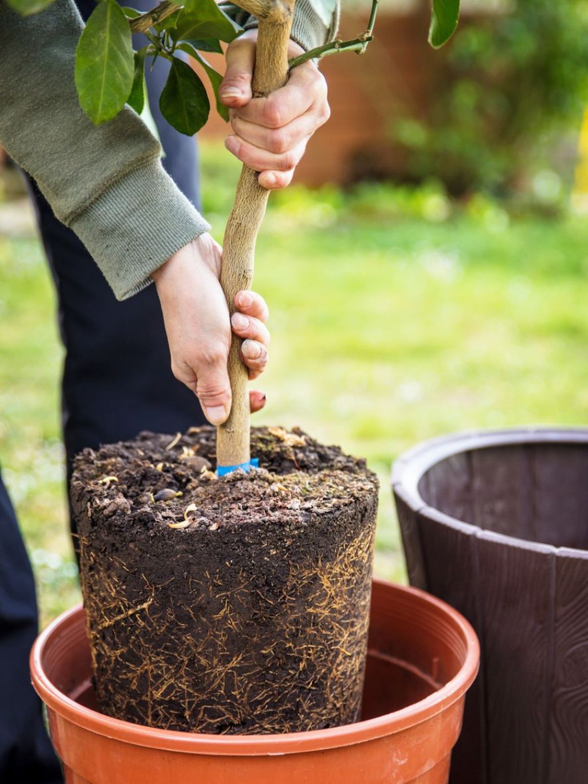 plantar frutal en un tiesto