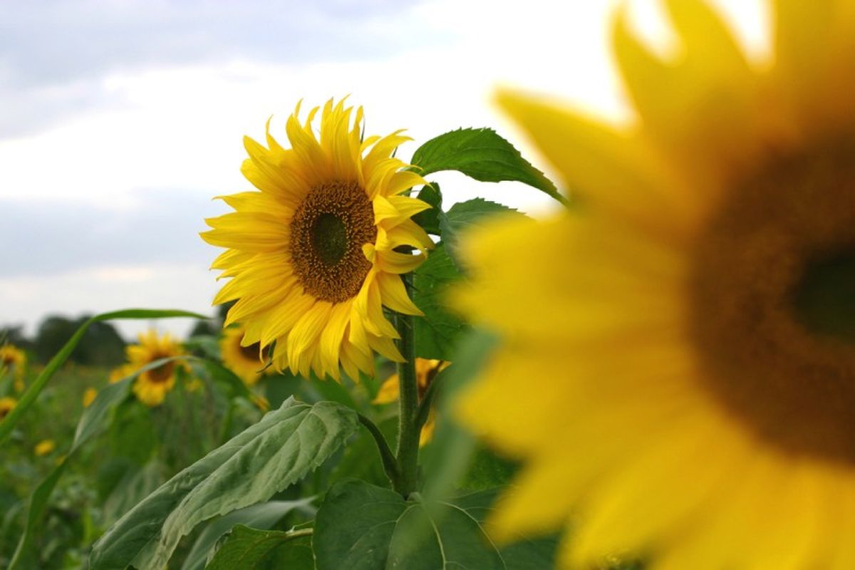 El heliotropismo en los girasoles les permite seguir al sol para optimizar la luz.