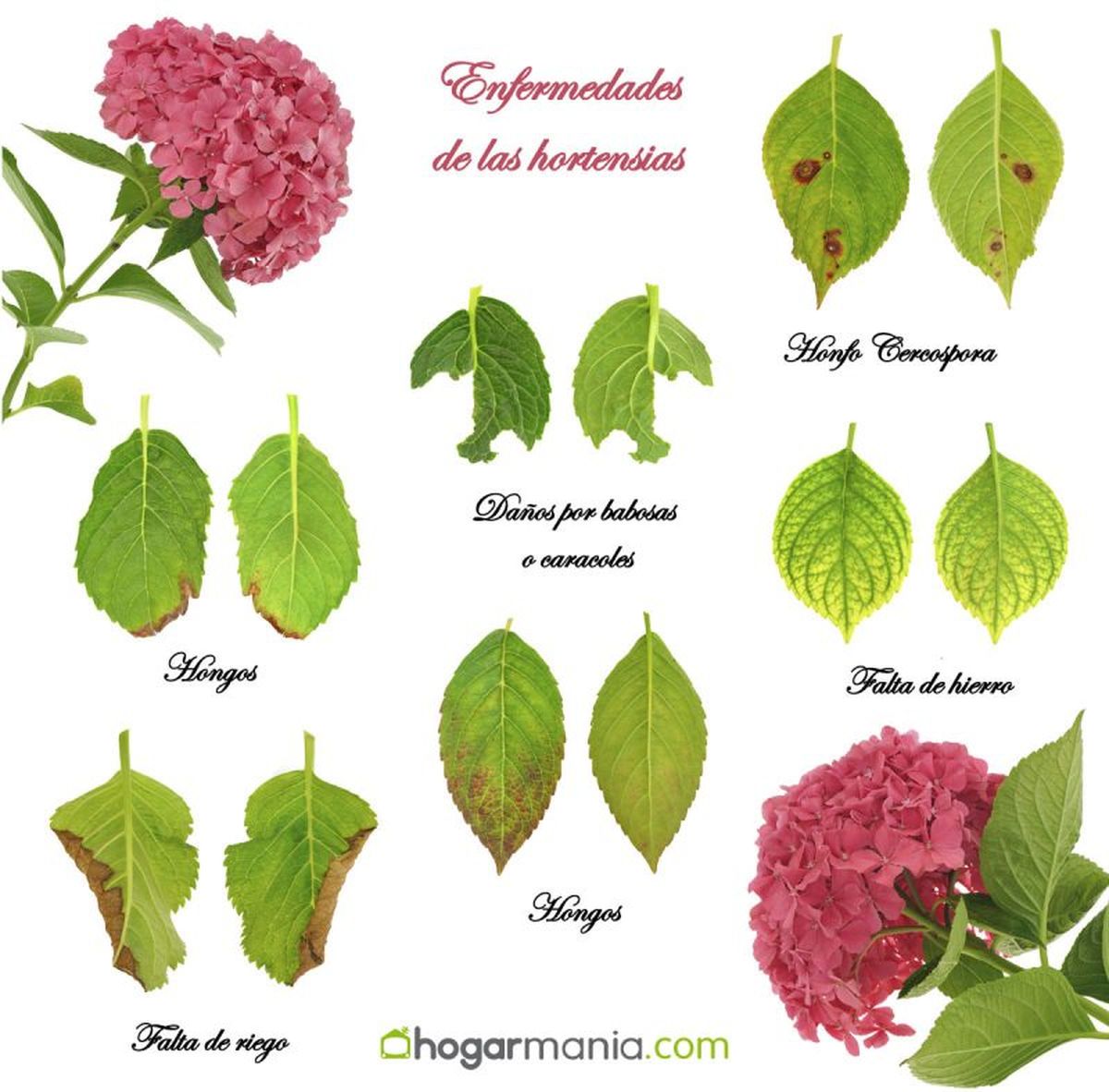 Varias enfermedades de las hortensias