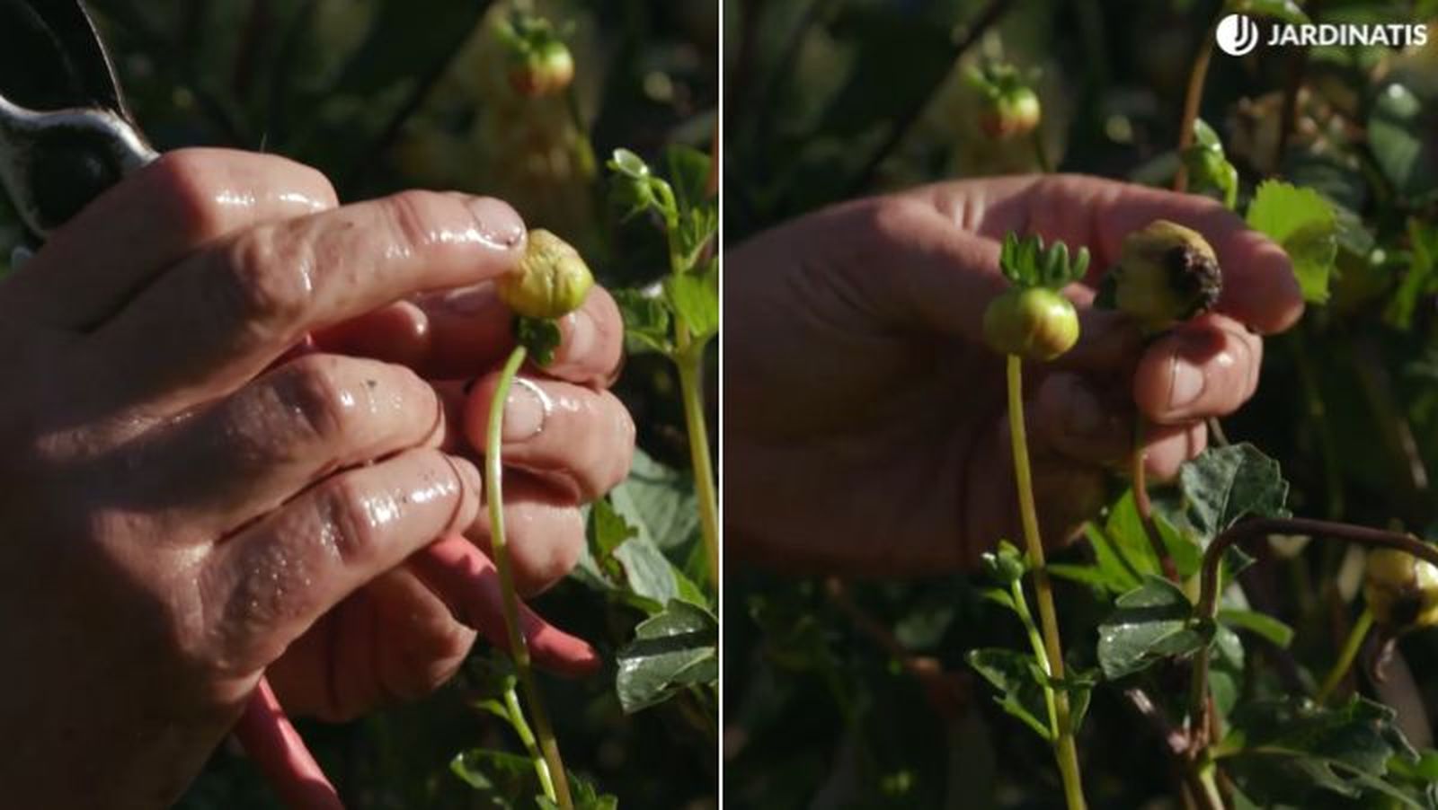 De izq. a drcha.: cabeza floral que va a abrirse y una flor ya madura De izq. a drcha.: cabeza floral que va a abrirse y una flor ya madura