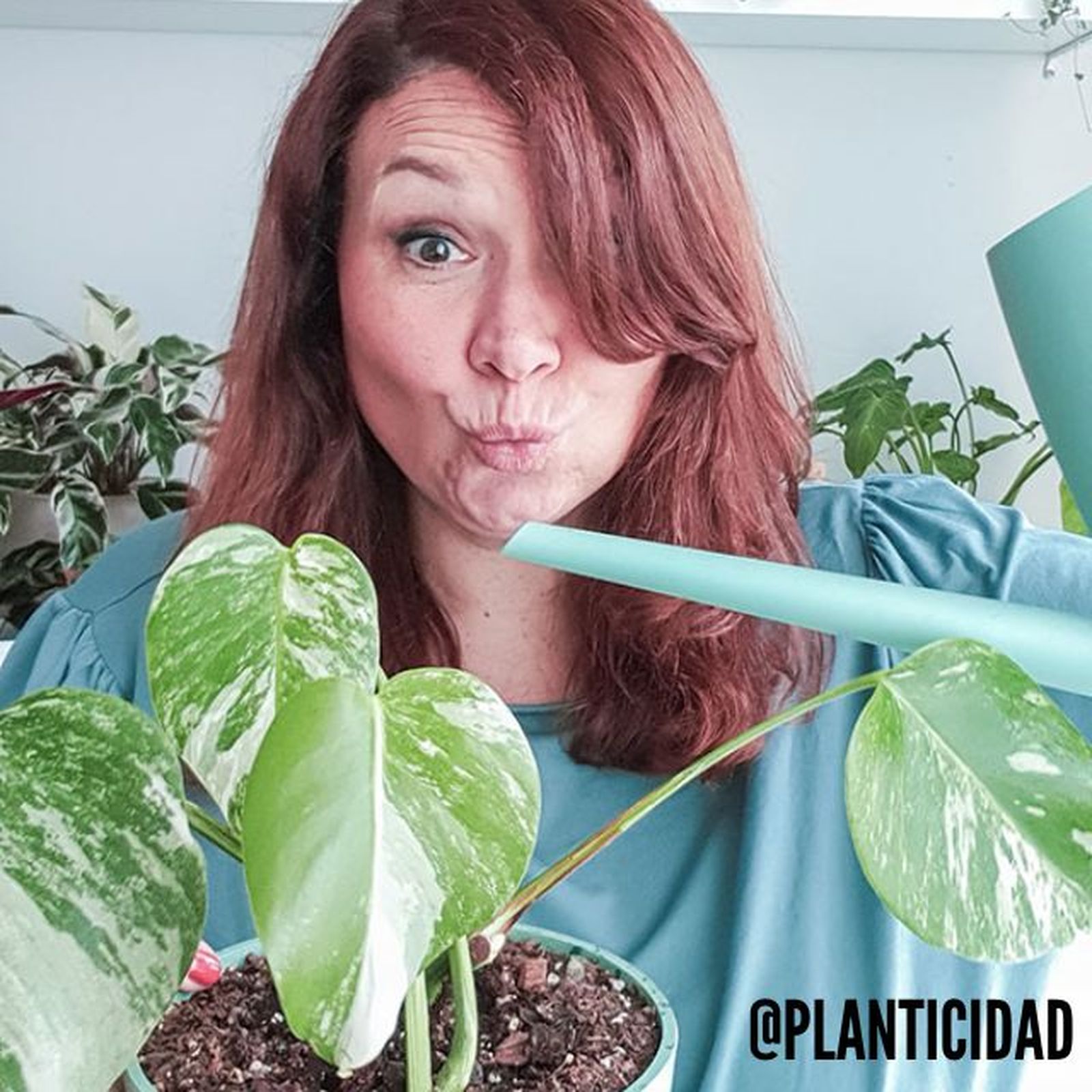 planticidad hanador